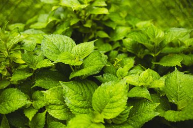 Zeminde yeşil yaprakları olan bitki veya ağaçlar ve doğal döngüyle ormanların yeniden ağaçlandırılması kavramı ile yeşil doğa arkaplanı bulanıklaştı. Yüksek kalite fotoğraf