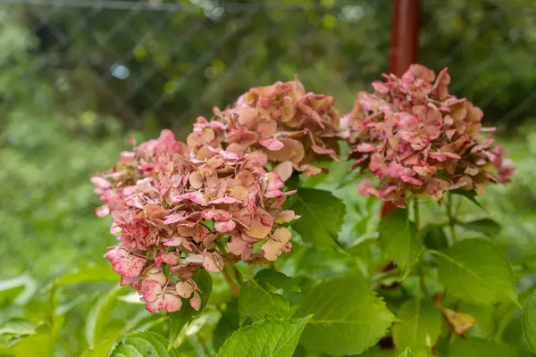 stock image A lot of pink hydrangeas have bloomed at backyard garden. High quality photo