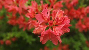 Arka bahçedeki güzel kırmızı Perulu Lily çiçeklerine yakın çekim. Yüksek kaliteli FullHD görüntüler