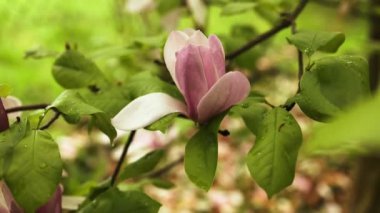 Arka bahçedeki güzel kırmızı Perulu Lily çiçeklerine yakın çekim. Yüksek kaliteli FullHD görüntüler