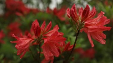 Arka bahçedeki güzel kırmızı Perulu Lily çiçeklerine yakın çekim. Yüksek kaliteli FullHD görüntüler