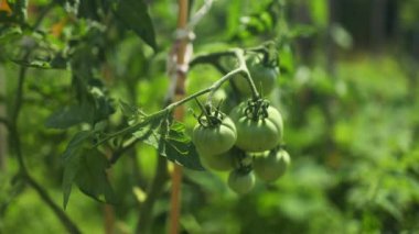 Çalı üzerinde yeşil yapraklı olgun kırmızı erik domates kümesi. Serada sebze yetiştiriyorum. Yüksek kaliteli FullHD görüntüler. Yüksek kaliteli FullHD görüntüler