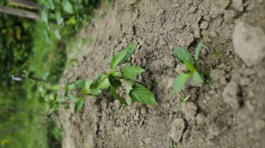 Biber tohumu bir turba kabının içinde, yakın plan. Bitkileri açık arazide büyümeye hazırlıyorum. Ev işleri konsepti. Yüksek kaliteli FullHD görüntüler