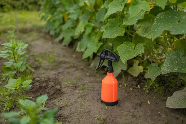 stock image Sprays for cucumber plants against parasites and diseases. Growing vegetables in the garden. High quality photo