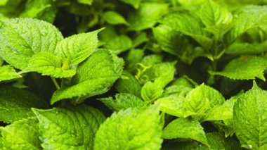 Toprakta yeşil yapraklı bitki ya da ağaçlar büyümekte ve yeşil doğa, doğal döngüyle yeniden ağaçlanma ve orman restorasyonu kavramı ile bulanıklaşmaktadır.. 