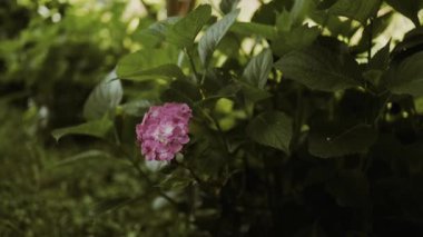 Ortancayı kapatın. Manzara tasarımında beyaz ortanca çiçekleri olan çok güzel doğal bir arka plan. Bahçede çiçekler. Ortanca çiçekleri fotokopi alanı olan sanat fotoğrafları. Yüksek kalite 