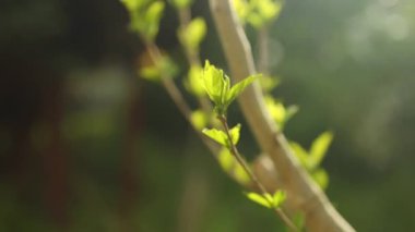 Yeşil arka planda bir ağaç dalında genç yeşil yapraklar, baharda tomurcuklar. Yüksek kaliteli FullHD görüntüler