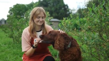 Portre güzel beyaz kadın gülümsüyor ve yazın arka bahçede sevimli kahverengi İrlandalı köpeğine ikramda bulunuyor. Eğlence ve yaşam tarzı 