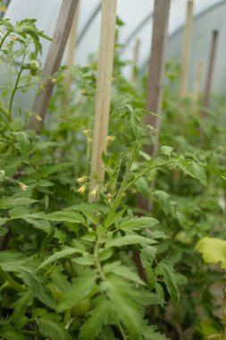 Çalı üzerinde yeşil yapraklı olgun kırmızı erik domatesleri. Serada sebze yetiştiriyorum. Yüksek kalite fotoğraf
