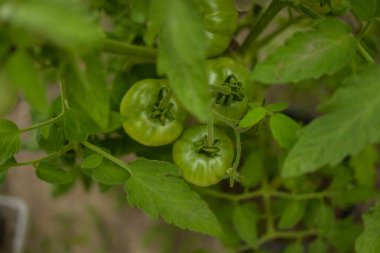Çalı üzerinde yeşil yapraklı olgun kırmızı erik domatesleri. Serada sebze yetiştiriyorum. Yüksek kalite fotoğraf