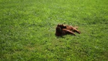 Mutlu yetişkin İrlandalı yerleşimci köpek yazın gün batımında bahçede yeşil çimlerin üzerinde dinlendi. Hafif bir rüzgar taze otları sallıyor. Yüksek kaliteli FullHD görüntüler. Yüksek kaliteli FullHD görüntüler