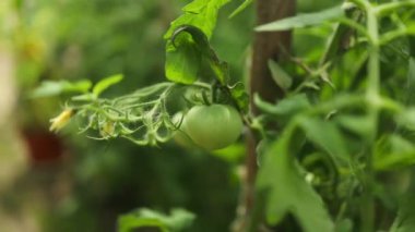 Çalı üzerinde yeşil yapraklı olgun kırmızı erik domates kümesi. Serada sebze yetiştiriyorum. Yüksek kaliteli FullHD görüntüler. Yüksek kaliteli FullHD görüntüler