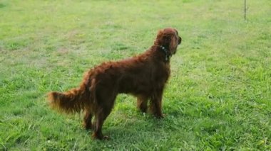 Bahçedeki tarlada dikilmiş etrafa bakan güzel kırmızı köpek. Yürürken, dinlenirken. Doğadaki hayvanlar. Yüksek kaliteli FullHD görüntüler 