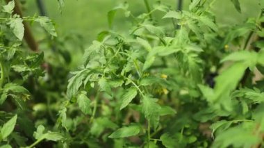 Çalı üzerinde yeşil yapraklı olgun kırmızı erik domates kümesi. Serada sebze yetiştiriyorum. Yüksek kaliteli FullHD görüntüler. Yüksek kalite 