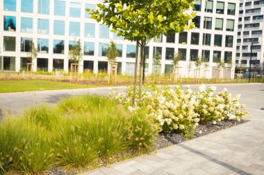 Güneşli bir günde bulutlu mavi bir gökyüzüne karşı ağaçlarla çevrili güzel, bulanık bir bahar manzarası. Yüksek kalite fotoğraf