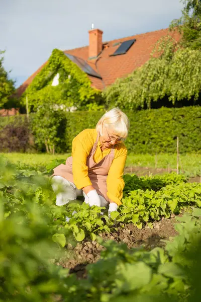 stock image Positive senior woman is working in the garden with garden tools. A smiling elderly woman gardener is caring for f plants in a mixed border. Hobby in retirement. High quality photo