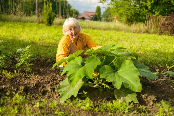 stock image Positive senior woman is working in the garden with garden tools. A smiling elderly woman gardener is caring for f plants in a mixed border. Hobby in retirement. High quality photo