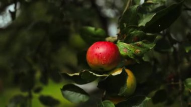 Ağaçtaki kırmızı elmalar hasat edilmeye hazır. Elma bahçesinde olgun kırmızı elma meyveleri. Seçici odaklanma. Yüksek kaliteli FullHD görüntüler
