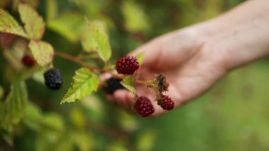 Böğürtlen Rubus Eubatus. Elle böğürtlen topluyorum. Vahşi olgun ve olgunlaşmamış böğürtlenler çalıların üzerinde yetişir. Blackberry tutan kadın eller. Seçici odaklanma. Yüksek kaliteli FullHD görüntüler