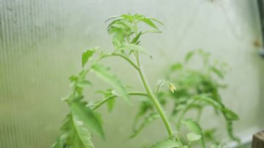 Genç yeşil salatalık sebzeleri yeşil evdeki salatalık bitkilerinin lianalarında asılı. 