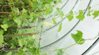 Genç yeşil salatalık sebzeleri yeşil evdeki salatalık bitkilerinin lianalarında asılı. 