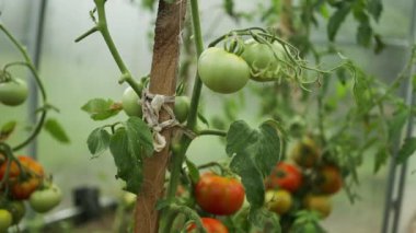 Açık zeminde yeşil domates çalıları olan yataklar tahta bir çiviye bağlı. Domates çalılı sera. Yeşil fidanlar. Tarım ve bahçıvanlık. Yüksek kaliteli FullHD görüntüler