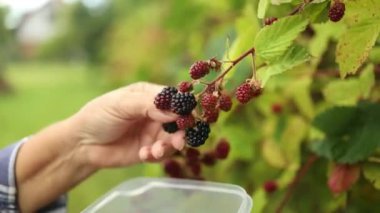 Böğürtlen Rubus Eubatus. Elle böğürtlen topluyorum. Vahşi olgun ve olgunlaşmamış böğürtlenler çalıların üzerinde yetişir. Blackberry tutan kadın eller. Seçici odaklanma. Yüksek kaliteli FullHD görüntüler