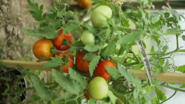 Bir demet domates. Domates hasadı. Taze domates, toplamaya hazır. Yakın plan.. 