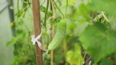 Genç yeşil salatalık sebzeleri yeşil evdeki salatalık bitkilerinin lianalarında asılı. 