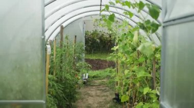 Genç yeşil salatalık sebzeleri yeşil evdeki salatalık bitkilerinin lianalarında asılı. 