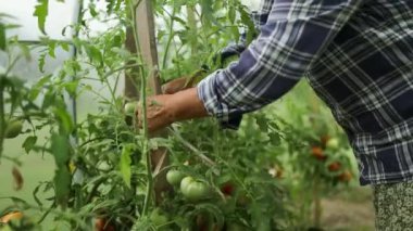 Bahçıvan bitkileri dikey yakın çekim için tahta çubuklara bağlar. Çiftçi bandı tutuyor ve serada domatesleri beyaz sazla bağlıyor. Kadın, iş elbisesi giymiş. Yüksek kalite FullHD
