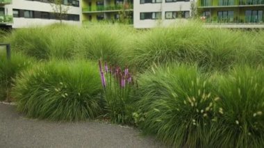 Camdan dış görünüşü ve güzel manzaralı bahçesi olan modern bir bina. Ön bahçe, peyzaj tasarımı, parlak yeşil çimlerle kesişen çok renkli çalılar.