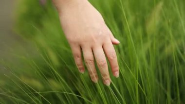 Doğayla iç içe yeşil çimlere dokunan kadın eli. Güzel manikür. Tarım endüstrisi. Gezegen çevre koruma kavramı. 