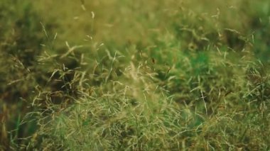 Modern ofis kompleksi, manzaralı bahçe manzaralı binalar, modern tasarım, modern bahçe manzarası. Yüksek kaliteli FullHD görüntüler