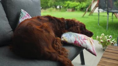 İrlandalı Setter köpeği arka bahçedeki kanepede uzanırken okşamaktan zevk alır. Hayvan dostluğu. Sahibi hayvanları sever. Yüksek kaliteli FullHD görüntüler