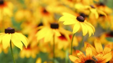 Siyah gözlü Susan Plant. Rudbeckia hirta - sarı çiçek bitkisi. Yaz güneşinde açan sarı siyah gözlü susanlar tarlası. Yüksek kaliteli FullHD görüntüler