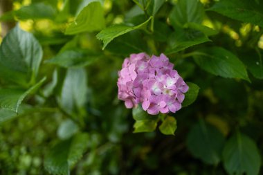 Arka bahçede bir sürü pembe ortanca çiçek açmış. Yüksek kalite fotoğraf