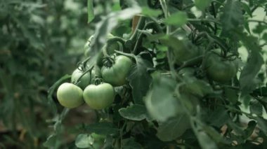 Açık zeminde yeşil domates çalıları olan yataklar tahta bir çiviye bağlı. Domates çalılı sera. Yeşil fidanlar. Tarım ve bahçıvanlık. Yüksek kaliteli FullHD görüntüler