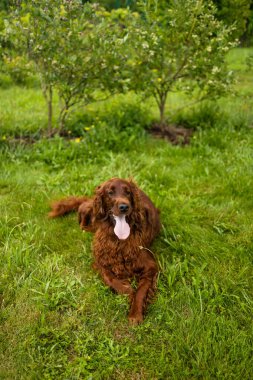 Mutsuz, kahverengi İrlandalı Setter köpeği bir yaz parkında çimlere uzanıyor.. 