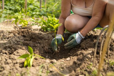 Eldiven giymiş bahçıvan elleri yeşil çimlerin üzerine çalı biber ekiyor..