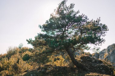 Lone pine growing up among the rocks, bristlecone pine tree casts a long shadow in the late afternoon sun. Beautiful mountain landscape and blue sky with white clouds. High quality FullHD footage clipart