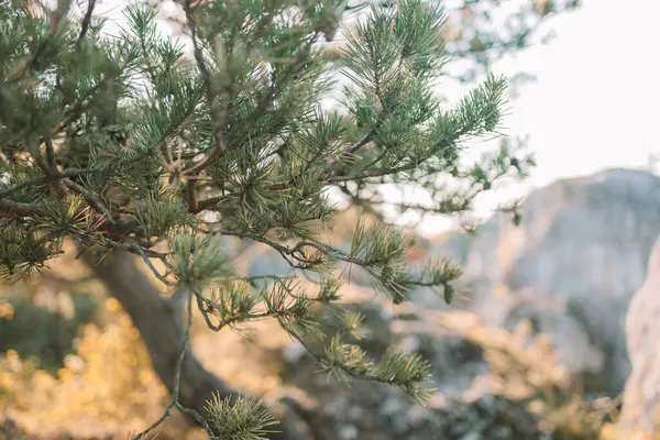 stock image Lone pine growing up among the rocks, bristlecone pine tree casts a long shadow in the late afternoon sun. Beautiful mountain landscape and blue sky with white clouds. High quality FullHD footage