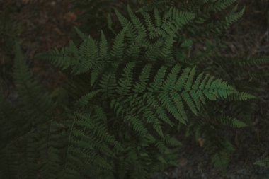 Eğrelti otu. Yeşil eğreltiotu bitkileri doğada. Ormandaki eğreltiotu bitkileri. Taze yeşil tropikal yeşillik. Yağmur ormanı manzarası. Botanik bahçesindeki yeşil eğreltiotlarına yakın