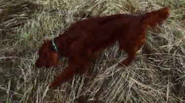 Süper şirin safkan İrlandalı Setter köpeği yeşil çimlerde bir şey kokladı. Küçük mutlu köpek arka bahçede eğleniyor. Dışarıda güneşli bir gün. Yüksek kaliteli FullHD görüntüler