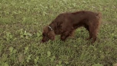 Süper şirin safkan İrlandalı Setter köpeği yeşil çimlerde bir şey kokladı. Küçük mutlu köpek arka bahçede eğleniyor. Dışarıda güneşli bir gün. Yüksek kaliteli FullHD görüntüler