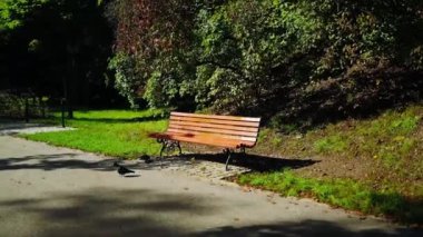 Sonbahar manzarası. Şehir parkında sonbahar. Sonbaharda altın yapraklar. Güzel doğa. Yüksek kaliteli FullHD görüntüler