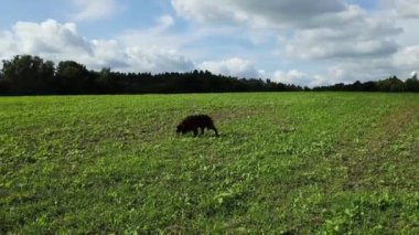 Parkta koşan mutlu İrlandalı yerleşimci köpeği. Safkan erkek köpek yeşil çimlerde oynuyor, arka planda ağaçlar. Yüksek kaliteli FullHD görüntüler