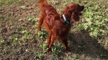 Parkta koşan mutlu İrlandalı yerleşimci köpeği. Safkan erkek köpek yeşil çimlerde oynuyor, arka planda ağaçlar. Yüksek kaliteli FullHD görüntüler