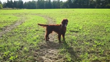 Parkta koşan mutlu İrlandalı yerleşimci köpeği. Safkan erkek köpek yeşil çimlerde oynuyor, arka planda ağaçlar. Yüksek kaliteli FullHD görüntüler