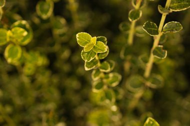 yeşil yapraklı bitkiler ve bulanık bir arka plan ve güneş ışığı. Yüksek kalite fotoğraf